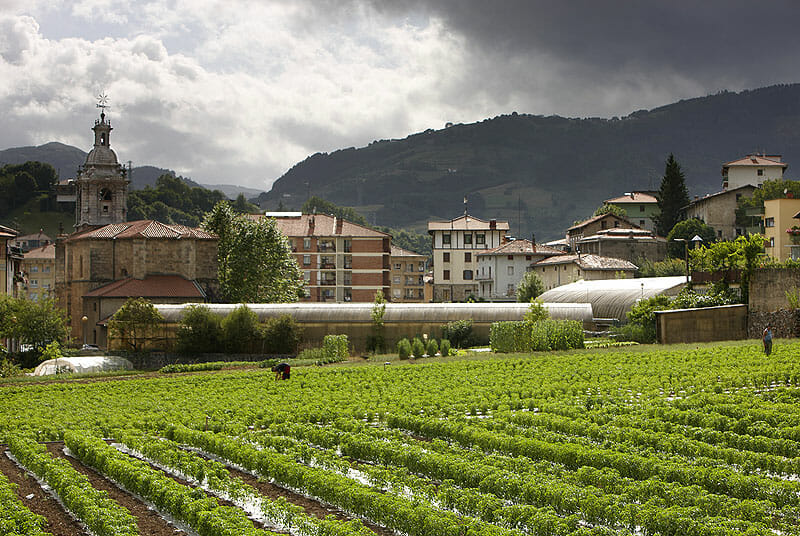 Cultivo de pimientos de Ibarra